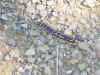 CR100806_017.JPG (49683 bytes)