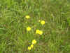 BRP04_GD054.JPG (95491 bytes)