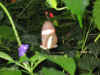 NF05_JC120.jpg (37185 bytes)