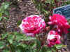 POG_BS008.JPG (66378 bytes)