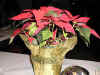 XMAS03_DB001.jpg (55755 bytes)