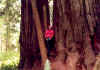 redwoodbrian.jpg (53974 bytes)