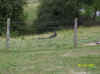 CBSCRC_010.jpg (46015 bytes)