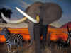 Cabela06_019.JPG (38586 bytes)