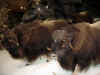 Cabela06_040.JPG (36466 bytes)