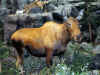 Cabela06_046.JPG (62603 bytes)