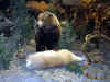 Cabela06_049.JPG (56610 bytes)