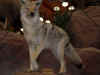 Cabela06_050.JPG (33648 bytes)