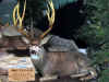 Cabela06_057.JPG (51268 bytes)
